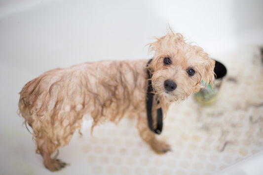 Why Regular Grooming is Essential for Your Pet’s Health
