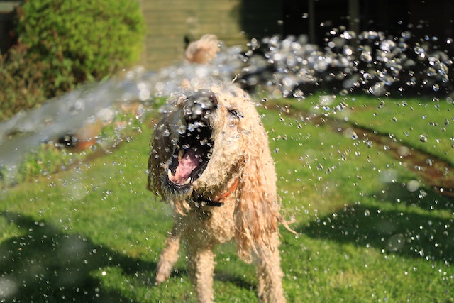 Why You Should Use Natural Dry Shampoo on Your Dog