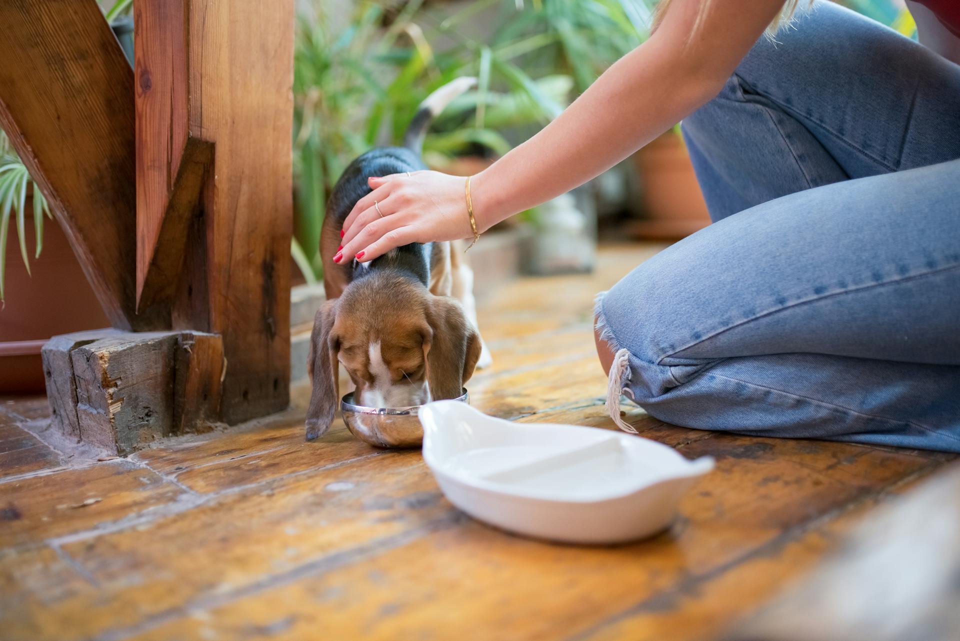 Nurturing Your Puppy: Avoid These Common Feeding Mistakes