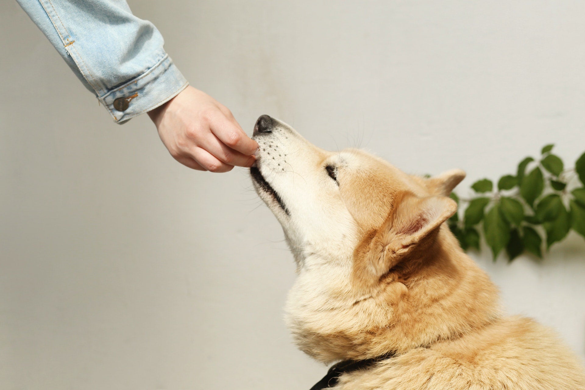 A Complete Guide to Dog Nutrition