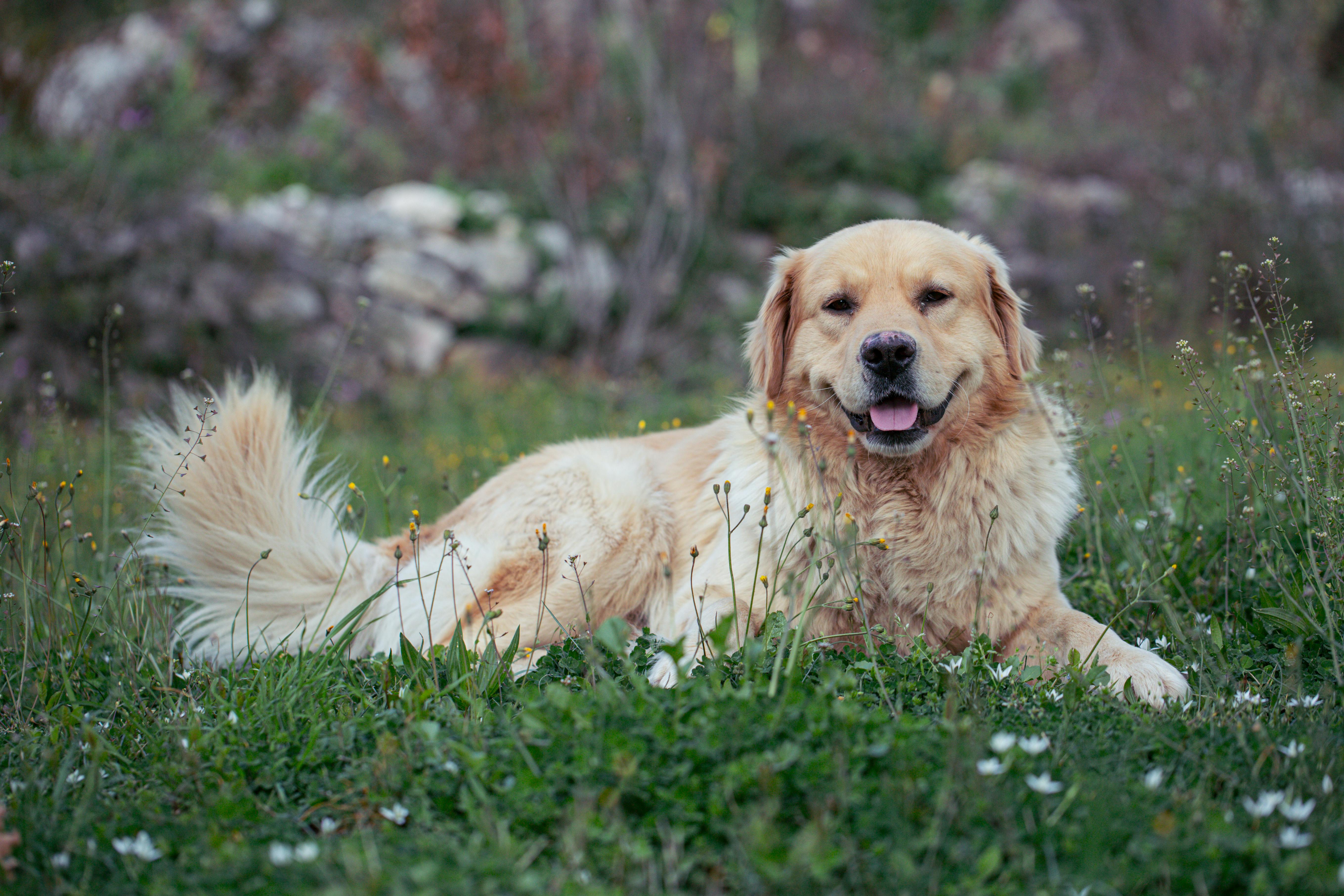 Choosing the Right Herbal Dog Shampoo: Your Key to a Happy and Healthy Pet