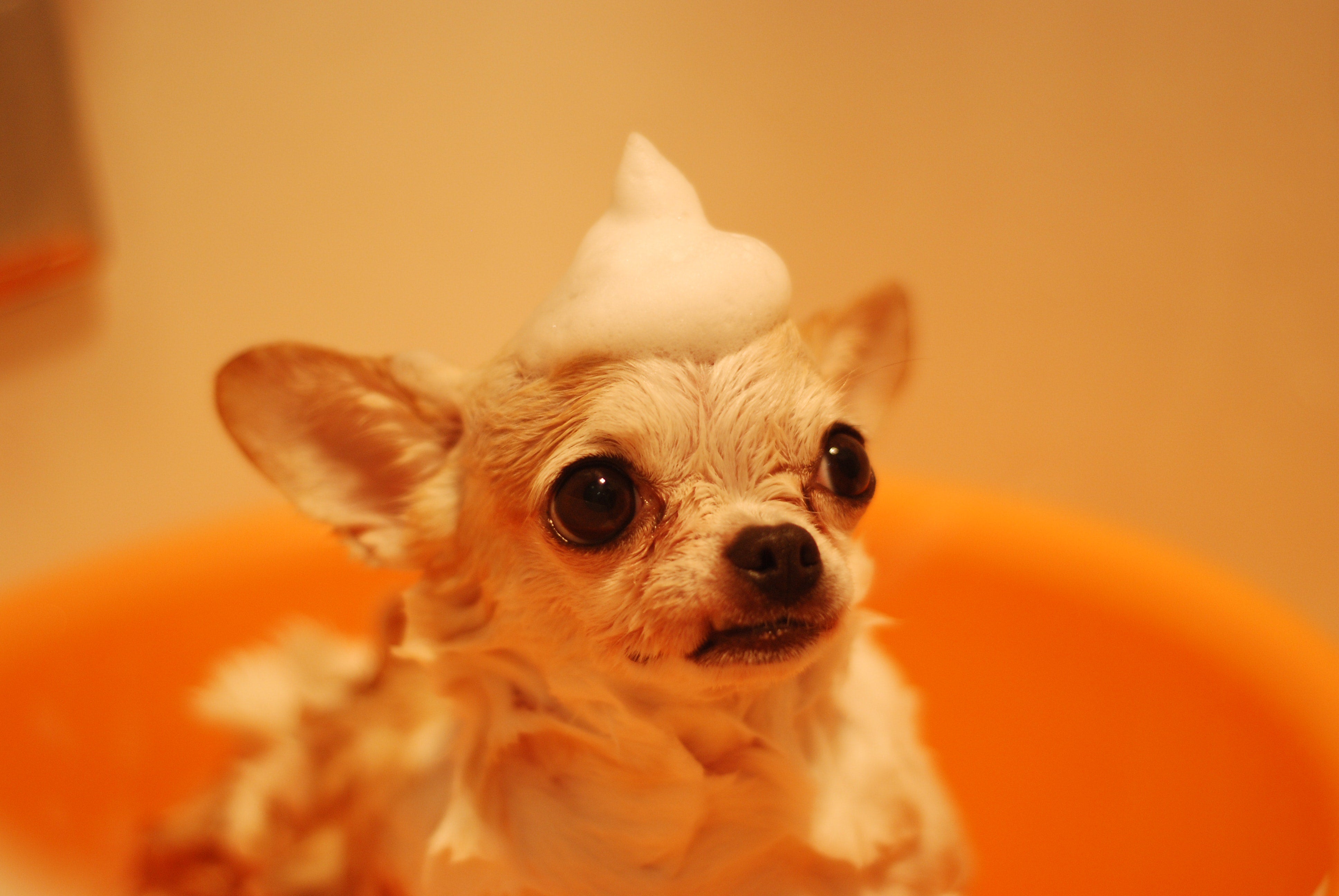 The Importance of Regularly Bathing Your Dog: A Complete Guide