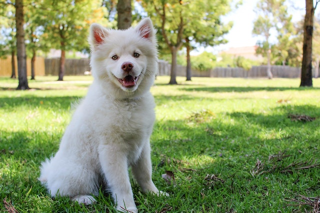 Cleanliness on the Go: Exploring the Advantages of Waterless Dog Shampoo for Your Pup